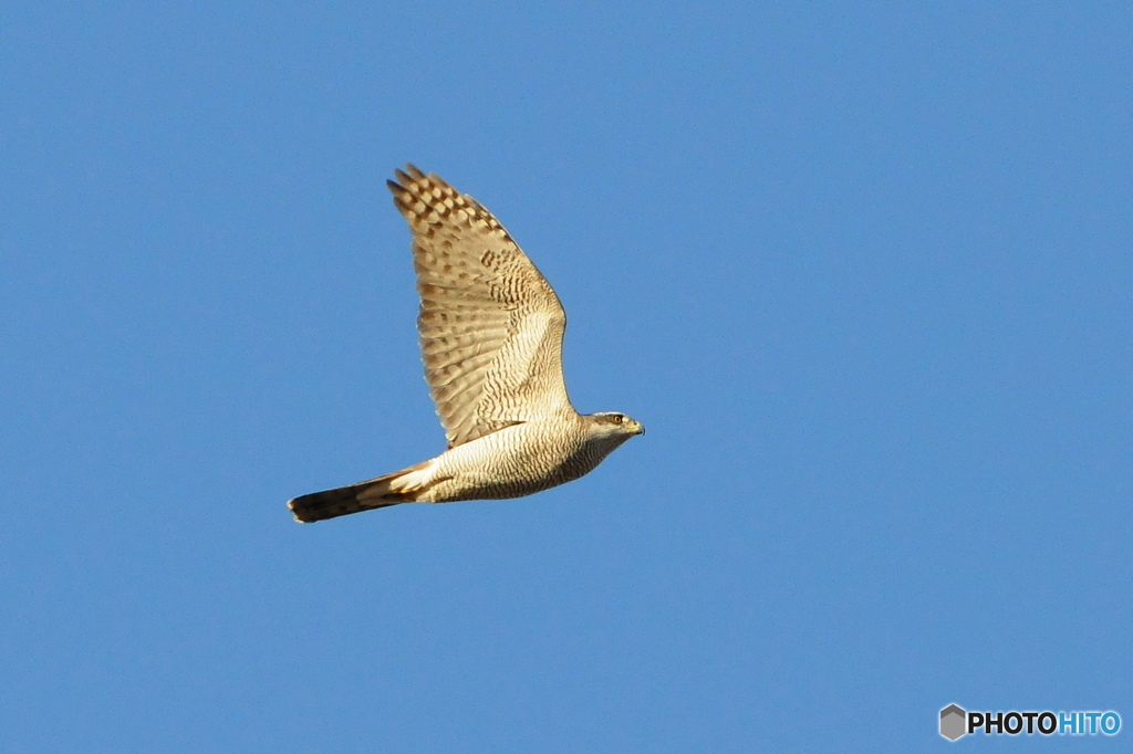 オオタカが飛ぶ 2