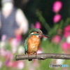 コンデジでカワセミ 4