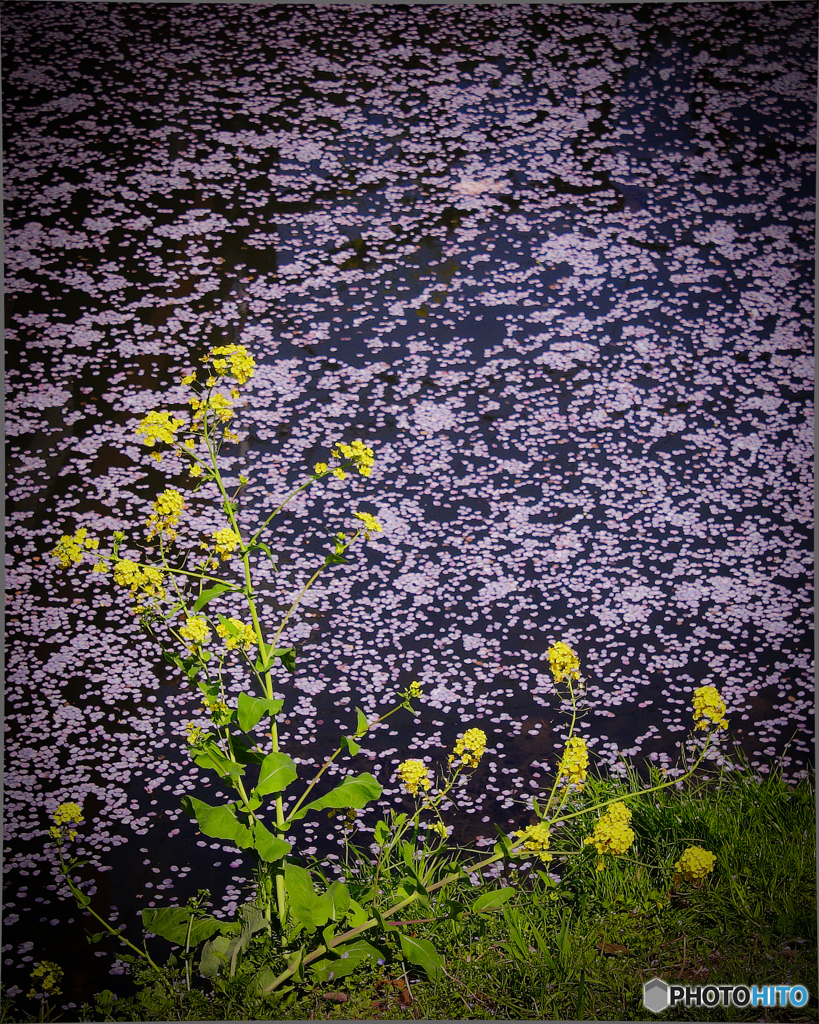 今年の桜4