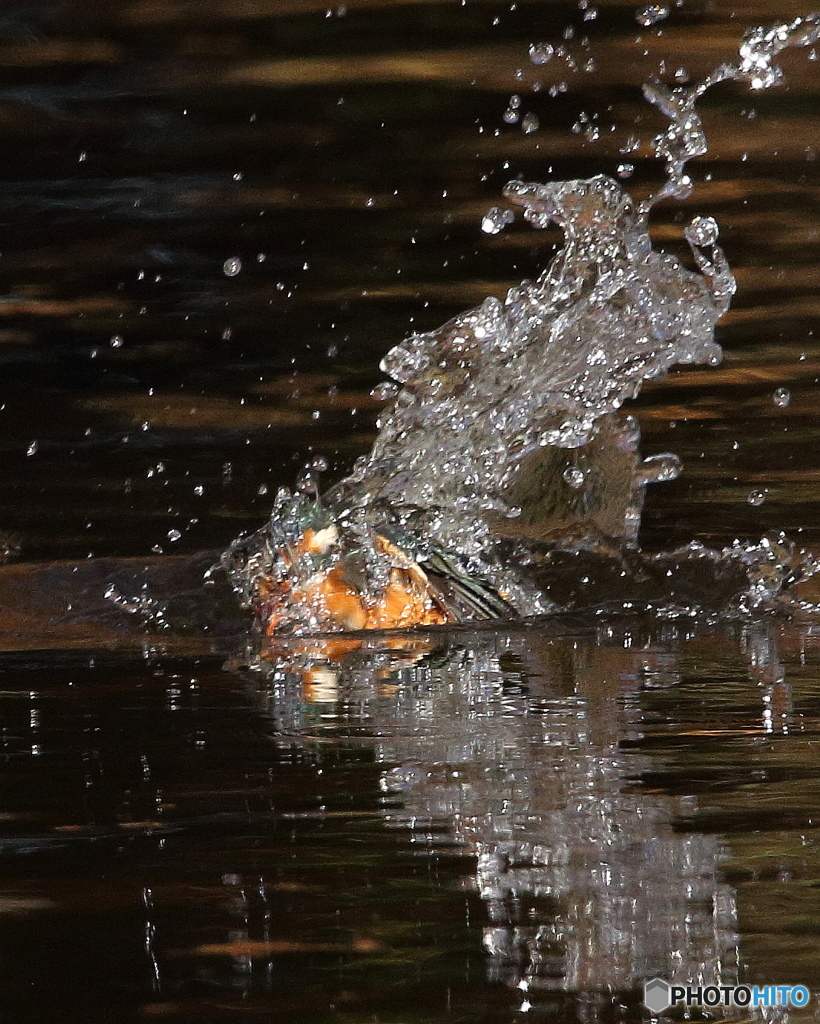 カワセミの水浴び1