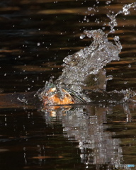 カワセミの水浴び1