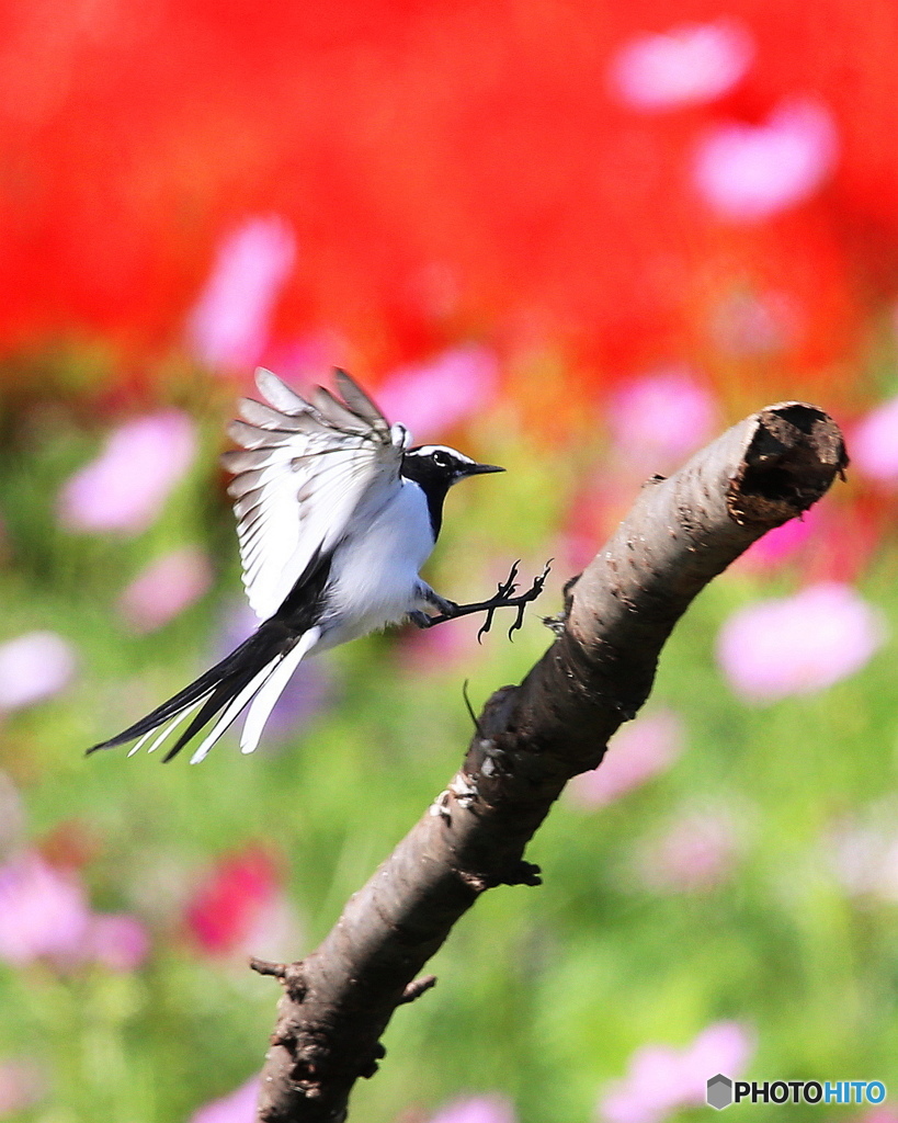 花畑を飛ぶセキレイ3