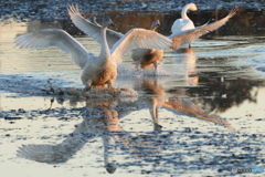 朝日を浴びて白鳥着水 2
