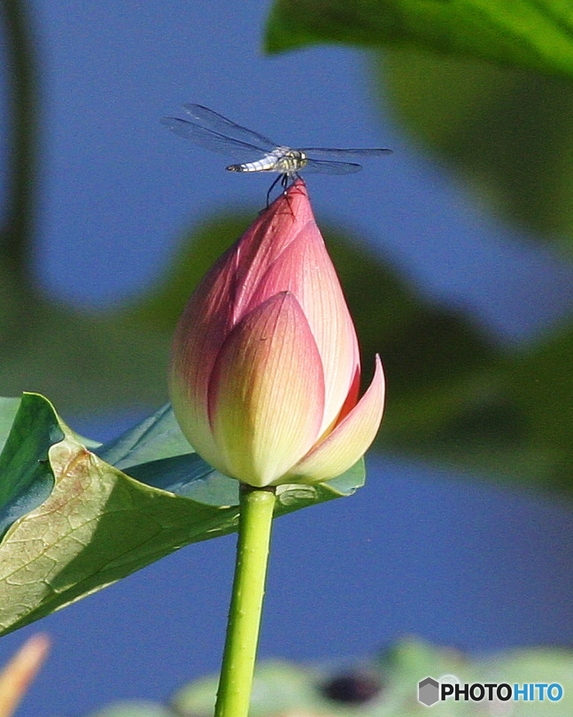 久しぶりのEOS10D 4