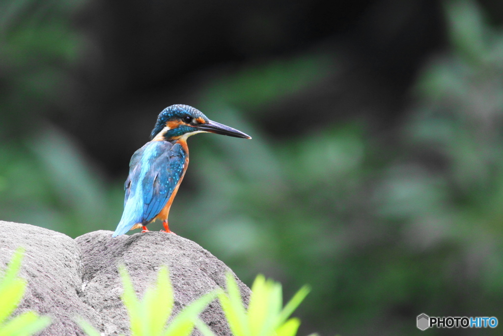 カワセミ 1 市東部の公園