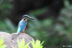 カワセミ 1 市東部の公園