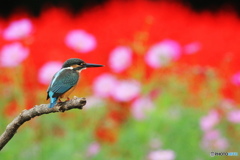 秋の花とカワセミ