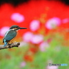 秋の花とカワセミ