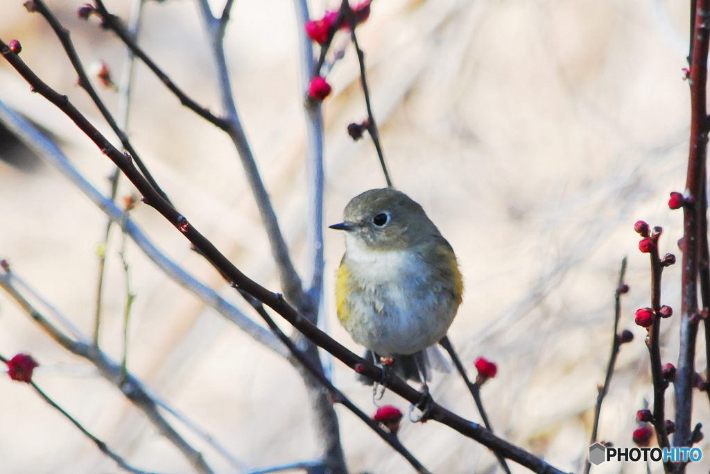 公園のルリビタキ 2