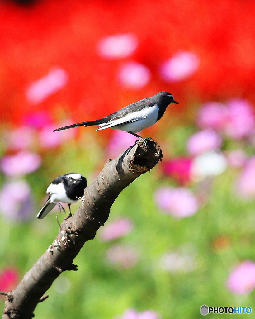 花畑を飛ぶセキレイ2