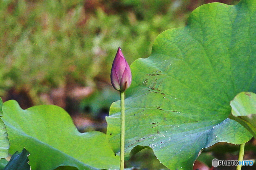 今日も10D 蕾