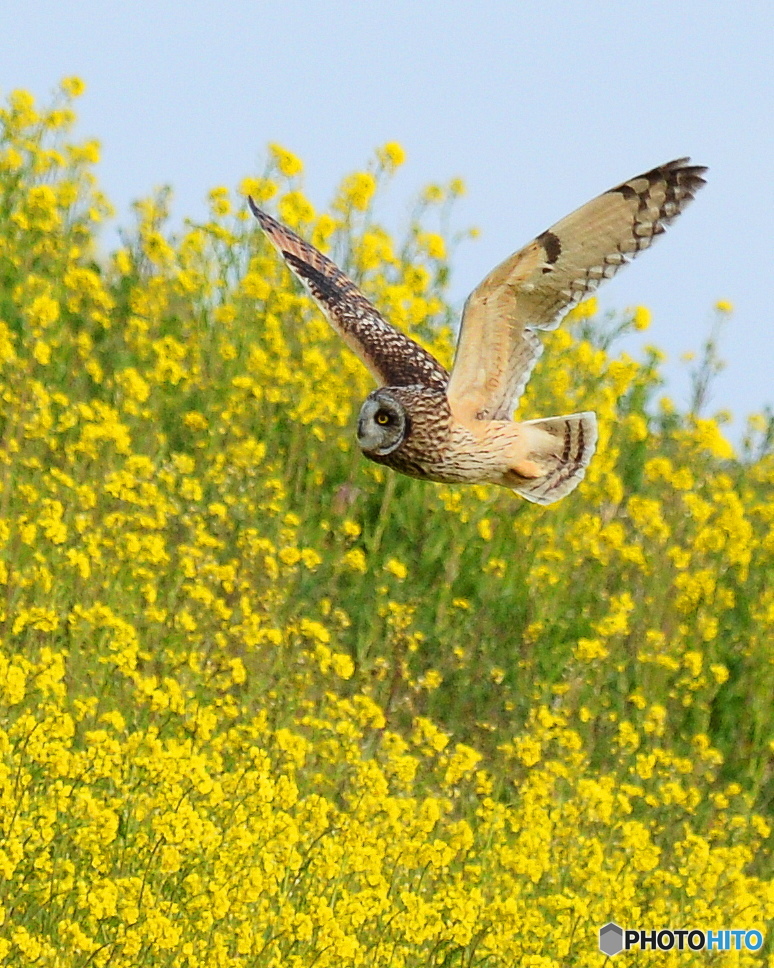 菜の花の土手を飛ぶ2