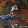 紅葉の水面１