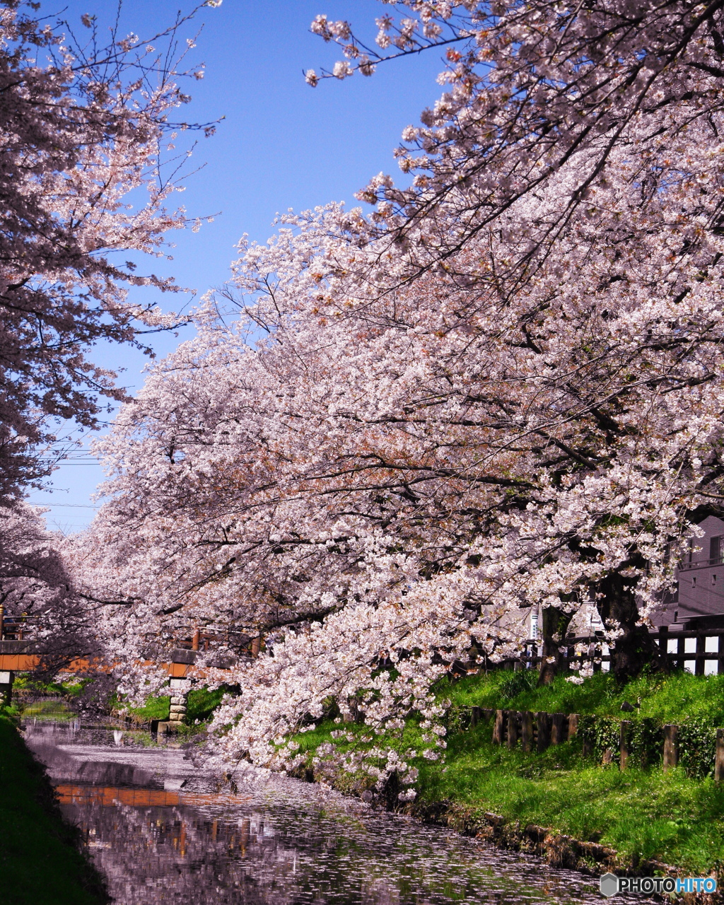 桜満開２