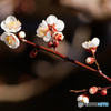 梅の花が咲きました。 1