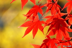 公園の紅葉 2
