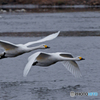 目の前を白鳥が飛ぶ 2