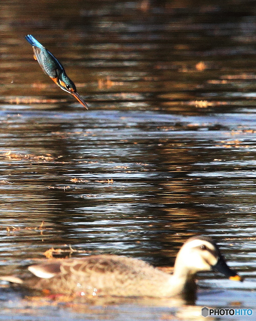 飛び込み飛び出し1