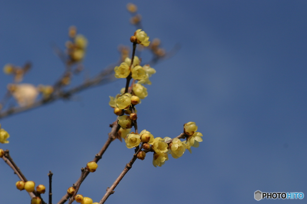 久しぶりのEOS10D 4