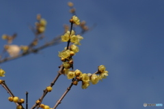 久しぶりのEOS10D 4
