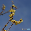 久しぶりのEOS10D 4