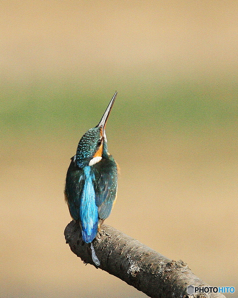 カワセミ公園１