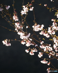 早咲きの桜