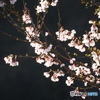 早咲きの桜
