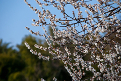 春が来た 2 いつもの公園