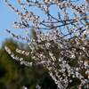 春が来た 2 いつもの公園