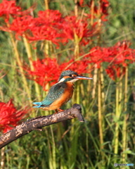 曼珠沙華とカワセミ１