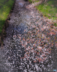 今年の桜3