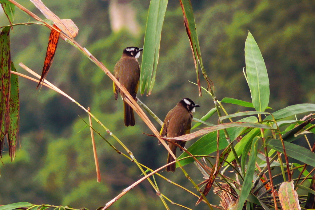 中国　山の野鳥