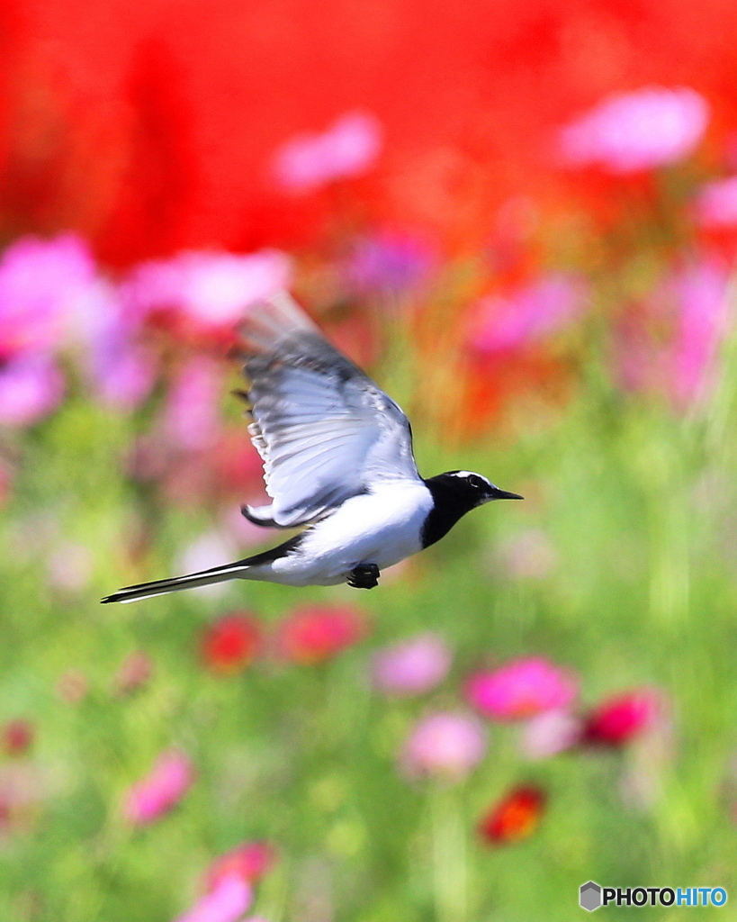 花畑を飛ぶセキレイ4