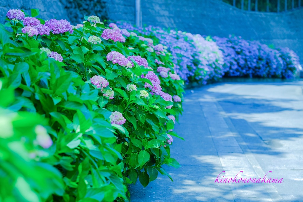 秘密の紫陽花通り