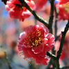 春満開