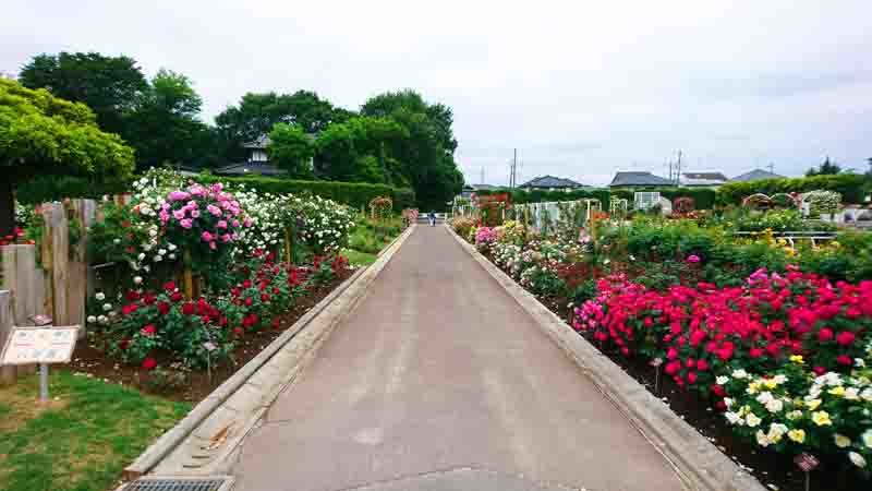 伊奈バラ園　通路