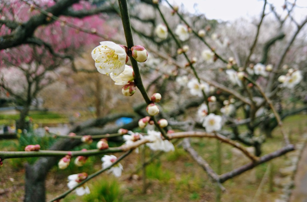 ume