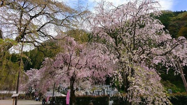 清雲寺　しだれ桜