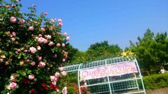 智光山公園　バラフェス」