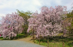 清雲寺　桜