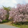 清雲寺　桜