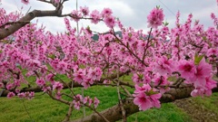 八代ふるさと公園　桃