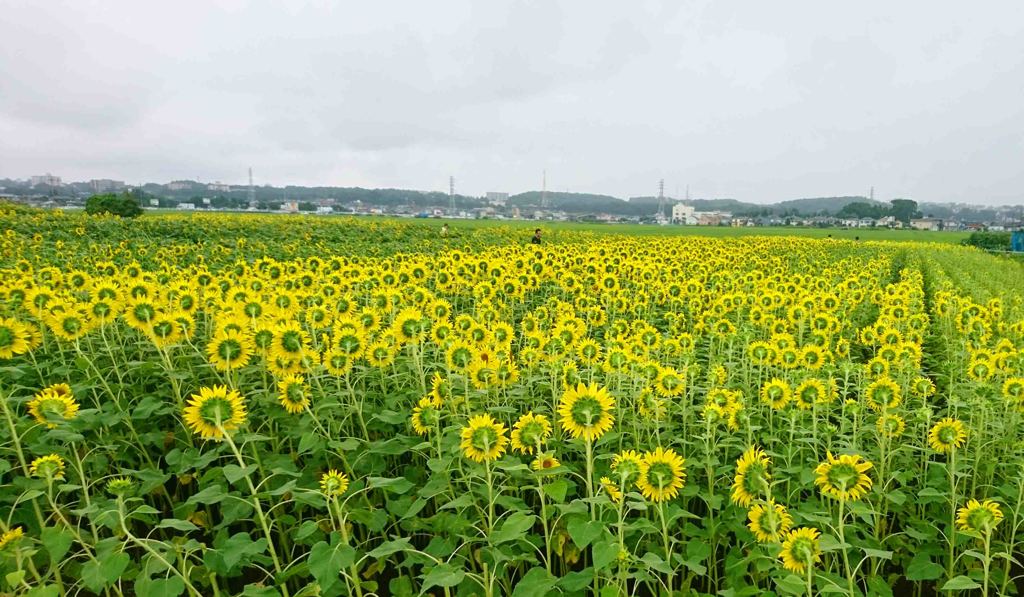 座間市ひあｍわり裏