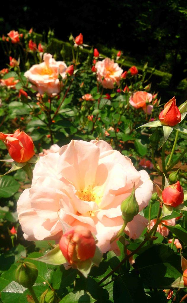 智光山公園　バラ