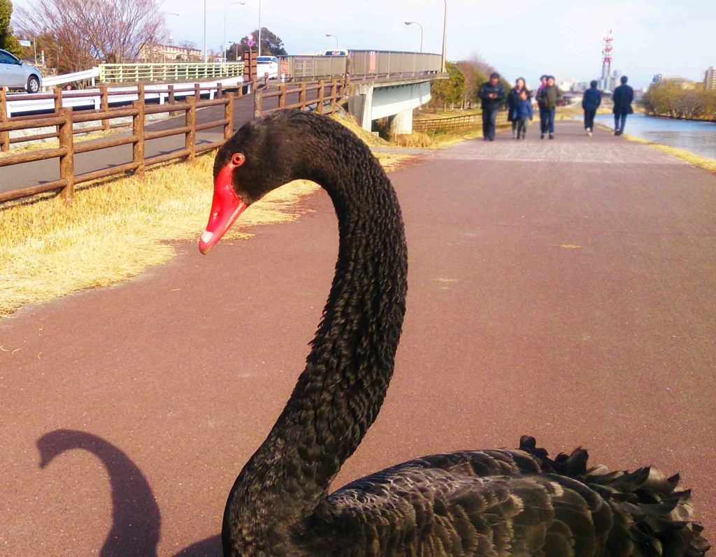 千波湖黒鳥