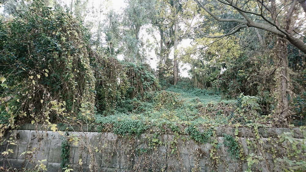 夢の島公園 (4)