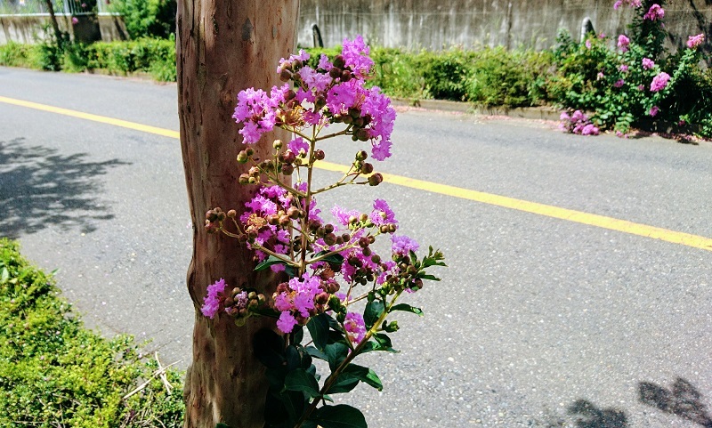 散歩　花