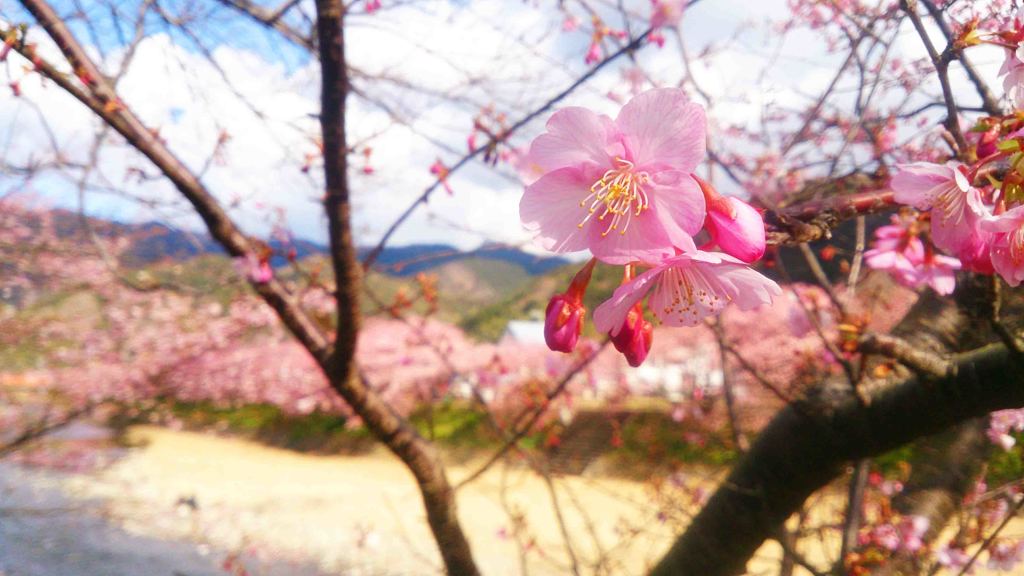 河津桜 (2)