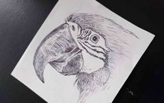 オウムのペン画